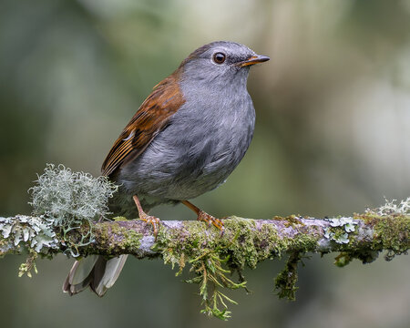 Andean Solitaire (Myadestes ralloides) perched on a mossy lichen-covered branch in Andean cloud forest, Colombia