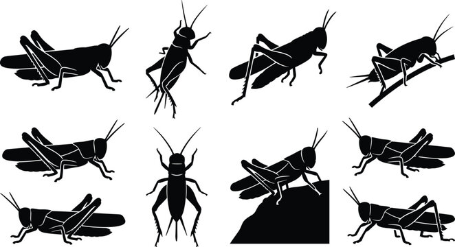 Set of black silhouettes featuring various grasshoppers and crickets in different natural poses and angles