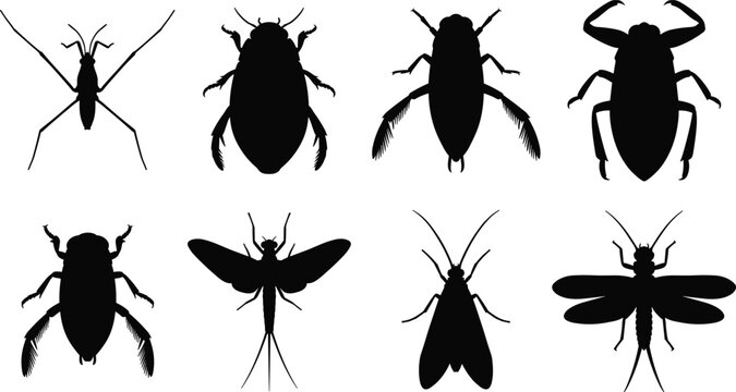 Set of black silhouettes featuring various aquatic insects and water bugs on a clean white background