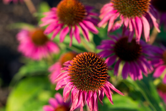 purple coneflower,
Echinacea purpurea flowers closeup selective focus
