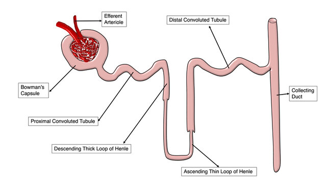 Labelled Human nephron structure anatomical diagram showing renal corpuscle and tubule function
