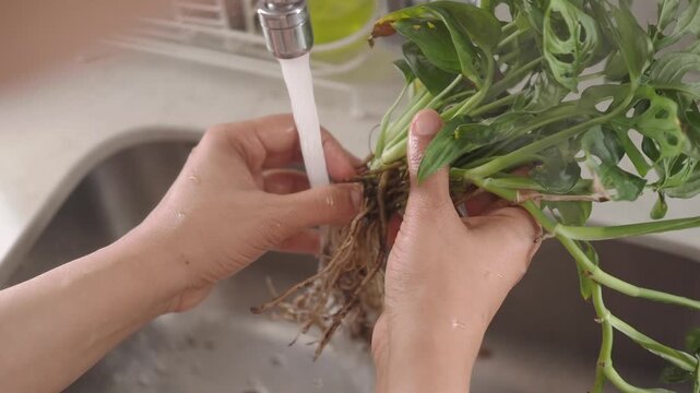 Washing plants to keep them healthy and clean