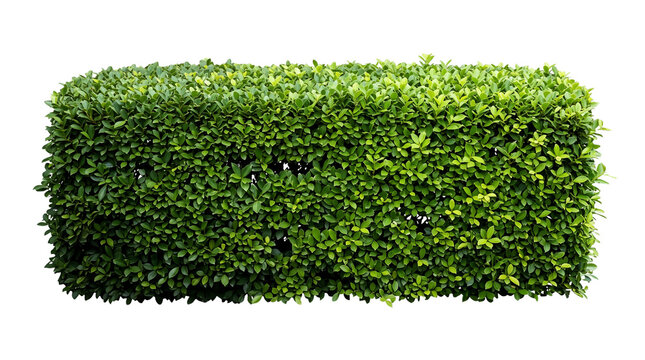 Green hedge bush transparent PNG isolated garden shrub cutout for landscape design and natural border element