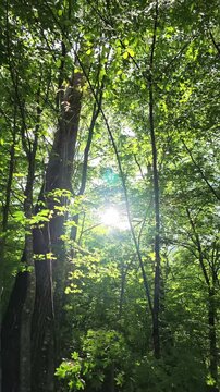 Dappled sunbeams pierce through emerald canopy. Silent trees stand tall, ancient and serene. Lush greenery sways gently in unseen breeze. Natural peace blankets the woodland scene