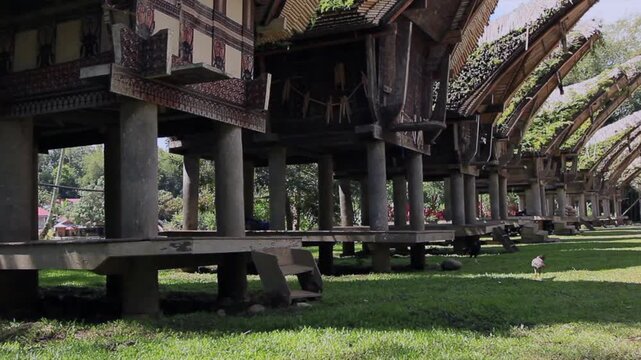Traditional Toraja village complex with Tongkonan and Alang facing each other, Tana Toraja, Indonesia