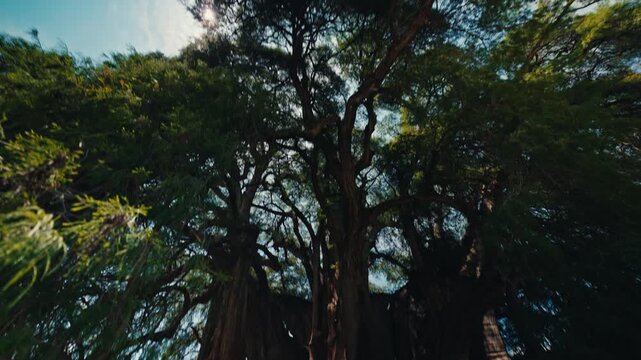 Ancient Tree of Tule in Santa Maria del Tule Oaxaca Mexico