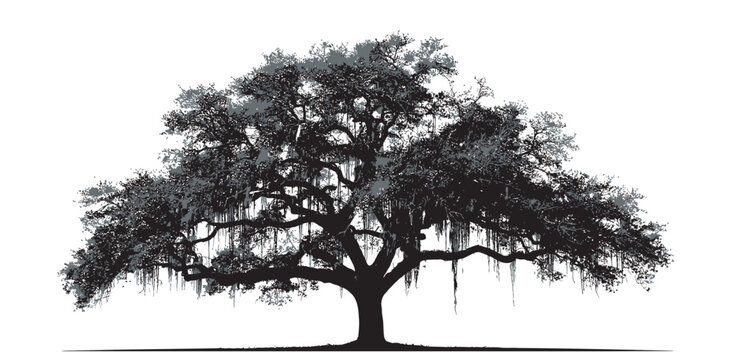 Detailed silhouette of a large southern oak tree with hanging moss isolated on white background