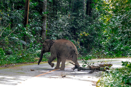 Its body is gray, its snout is called the trunk. The trunk of the Asian elephant has only one beak. Nakhon Ratchasima, Thailand.