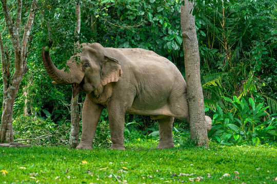 Its body is gray, its snout is called the trunk. The trunk of the Asian elephant has only one beak. Nakhon Ratchasima, Thailand.