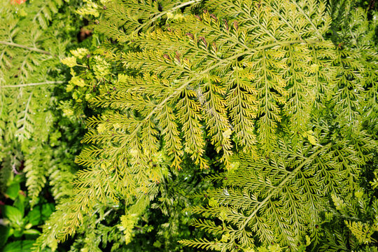 Lace-like yellowish green fronds of a lace fern, Asplenium bulbiferum, showcasing intricate leaf textures growing in a dense outdoor garden landscape