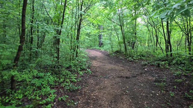 Dappled sunlight filters through dense green canopy. Earth-toned path winds gently through lush undergrowth. Trees stand tall, their trunks dark and weathered. Ferns and moss carpet the forest floor
