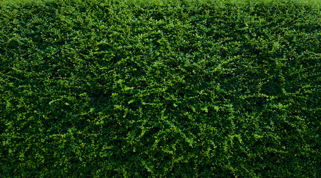 Small green leaves in hedge wall texture background. Closeup green hedge plant in garden. Eco evergreen hedge wall. Natural backdrop. Beauty in nature. Green leaves with natural pattern wallpaper.