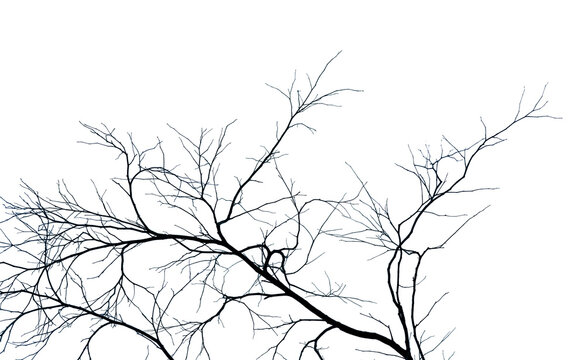 Dead tree and branch isolated on white background. Black branches of tree backdrop. Nature texture background. Tree branch for graphic design and decoration. Art on black and white scene.