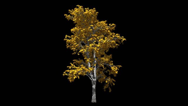 Birch tree with moving leaves. Animation on the topic of trees and ecology, climate and flora.