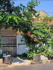 Red hibiscus flowers blooming on climbing vines in front of a residential house gate © GregoriusYP