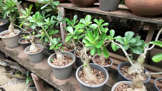 Potted Adenium Obesum Desert Rose Plants on Koh Kret Island