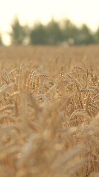 Field of wheat no visible action static scene, in open field with trees in the background, with wheat field, trees, from a wide-angle shot from a low perspective perspective, and serene natural mood.