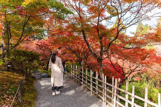 Young female traveler walking along a peaceful path surrounded by vibrant autumn maple trees in a traditional Japanese garden