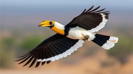 Obraz premium Great Hornbill in flight with spread wings
