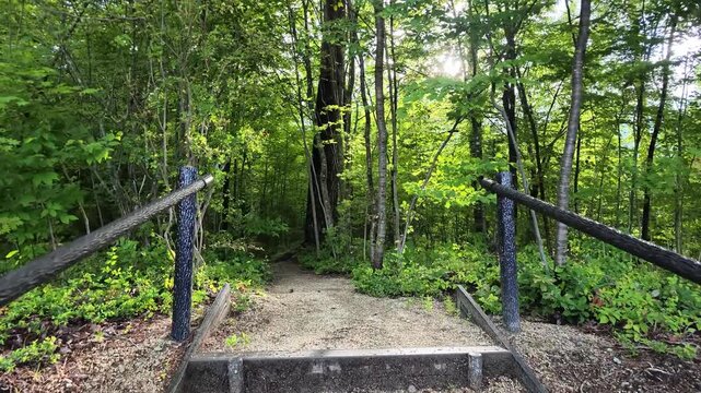 Stone steps lead into lush green forest. Railing guides the path through dense undergrowth. Sunlight filters through tall tree canopies. Green leaves shimmer in gentle forest breeze