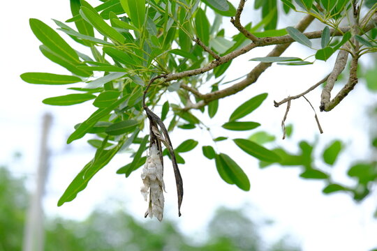 Paraguayan silver trumpet tree pod hanging on tree branch with leaves