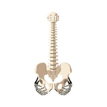 Human spine and pelvis guitar concept.