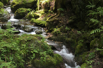 Fototapeta premium Tranquil nature landscape of a small creek surrounded by fresh green ferns and tree roots