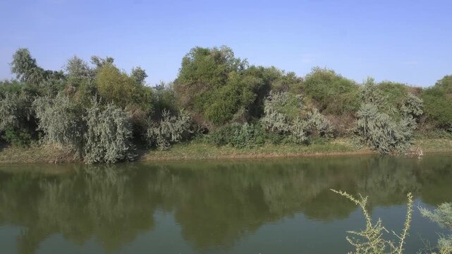 Water Canal with Tugai Forest on the Opposite Bank