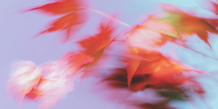 紅葉, 秋, もみじ, 楓, 抽象, アート, アブストラクト, 背景, 壁紙, 日本, 和, 秋の風景, 秋色, 紅葉狩り, 紅葉シーズン, 赤, オレンジ, 落ち葉, 木の葉, 葉っぱ, ぼかし, ブラー, ソフトフォーカス, パステル, グラデーション, 淡い, 幻想的, 夢, ドリーミー, ロマンチック, 詩的, 芸術, ペイント, 水彩, 絵画風, 秋広告, ハロウィン, 十月, 十一月
