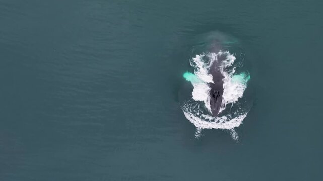 Humpback whale dives beneath rippling dark ocean surface off coast of Iceland, dark tail fluke rises above turquoise pectoral fins churning white splashing foam wake. Aerial drone top down
