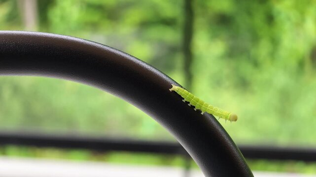 Tiny green caterpillar crawls slowly along curved black frame. Blurry green trees form soft background. Natural light highlights creature's delicate texture