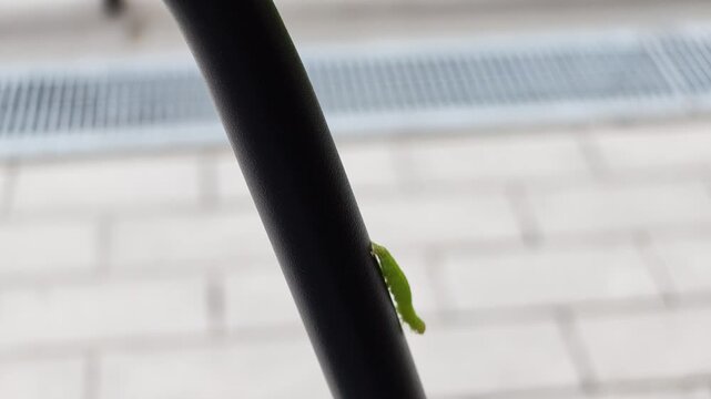 Tiny green caterpillar climbs black pipe outdoors. Background features tiled pavement and metal grate. Caterpillar moves slowly, exploring its surroundings