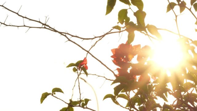 Red bougainvillea flowers with sharp thorns silhouetted against glowing sunburst and golden light