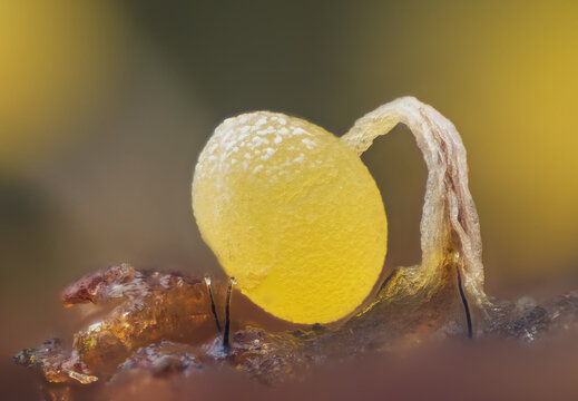 Slime mold - Physarum viride, it's a small protist organism
