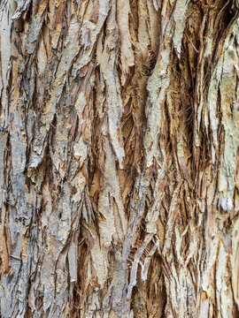 The texture of the bark of an old apple tree