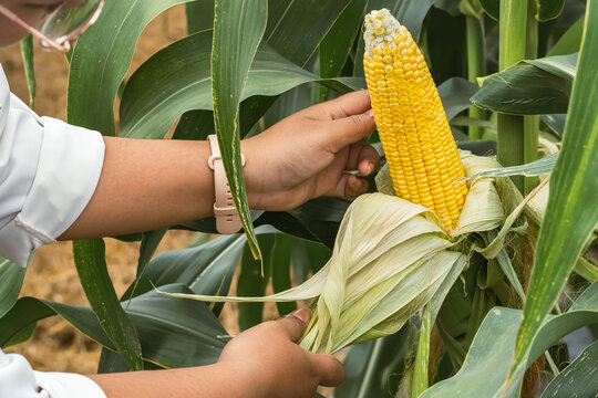 Farmer hands peeling husk of ripe yellow corn on stalk. Agricultural Inspection of sweet corn cob in farm. Peeling back husk of ripe yellow sweet corn cob growing on stalk in agricultural field.