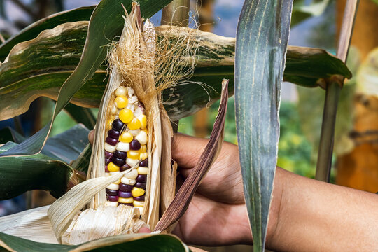 Farmer hand peeling husk of colorful Indian Flint Corn in Field. Harvesting organic colorful calico corn. Peeling back husk of colorful multicolored Indian flint corn cob on stalk in agricultural farm