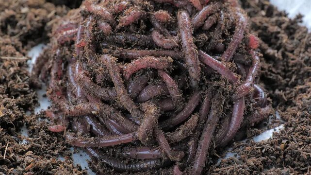 Macro close-up of a dense cluster of earthworms writhing in moist organic compost, illustrating vermiculture, soil health, decomposition, recycling and sustainable farming.