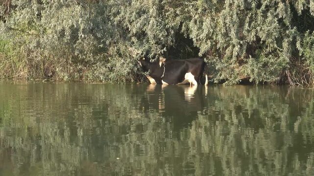 Cow Feeding on Russian Olive Tree Leaves Across a Canal