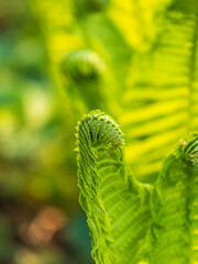 Natural green young ostrich fern or shuttlecock fern © Dmitrii Potashkin
