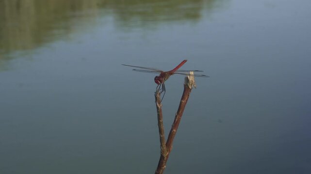 Dragonfly Resting on a Twig Near a Canal