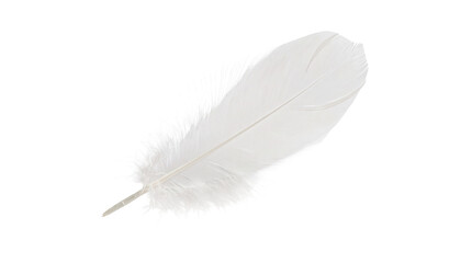  White Feather PNG © VisionLayer