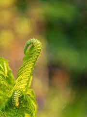 Natural green young ostrich fern or shuttlecock fern © Dmitrii Potashkin