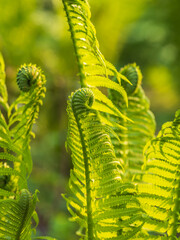 Natural green young ostrich fern or shuttlecock fern © Dmitrii Potashkin