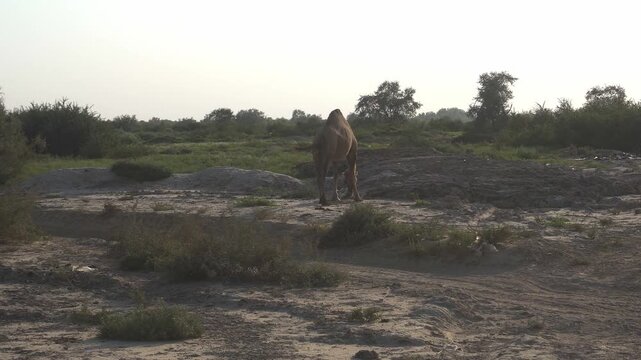 Dromedary Camel Walking Through Tugai Forest