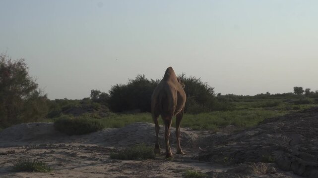 Dromedary Camel Walking Through Tugai Forest