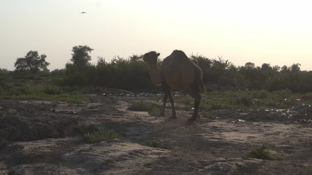 Dromedary Camel Browsing Shrub Leaves in Tugai Forest