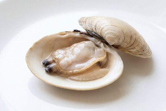 Fresh raw clam open shell with pearly meat on white