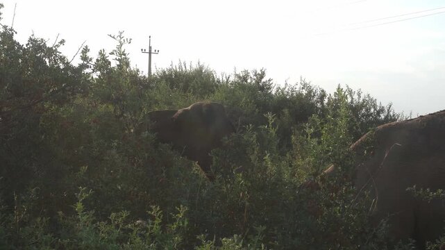 Dromedary Camel Browsing Shrub Leaves in Tugai Forest
