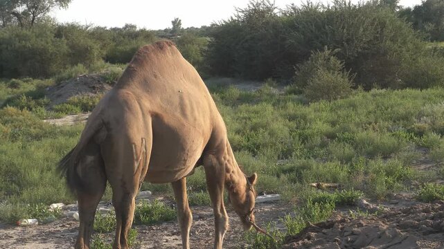 Dromedary Camel Walking Through Tugai Forest